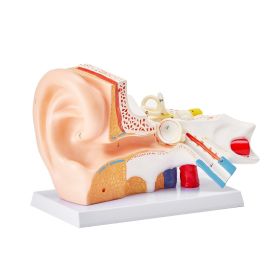 VEVOR Human Ear Anatomy Model, 3 Parts 5 Times Enlarged Human Ear Model Displaying Outer, Middle, Inner Ear with Base