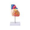 VEVOR Human Heart Model, 2-Part 1:1 Life Size, Anatomically Accurate Numbered Anatomical Heart Model with Anatomically Correct Structures