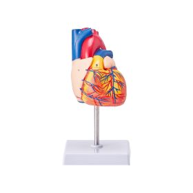 VEVOR Human Heart Model, 2-Part 1:1 Life Size, Anatomically Accurate Numbered Anatomical Heart Model with Anatomically Correct Structures
