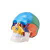 VEVOR Human Skull Model, 3 Parts Human Skull Anatomy, Life-Size Painted Anatomy Skull Model, PVC Anatomical Skull, Detachable Learning Skull Model
