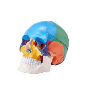 VEVOR Human Skull Model, 3 Parts Human Skull Anatomy, Life-Size Painted Anatomy Skull Model, PVC Anatomical Skull, Detachable Learning Skull Model
