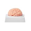 VEVOR Human Brain Model Anatomy, 1:1 Life-Size 9-Part Human Brain Anatomical Model with Labels & Display Base