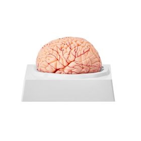 VEVOR Human Brain Model Anatomy, 1:1 Life-Size 9-Part Human Brain Anatomical Model with Labels & Display Base