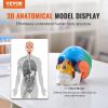 VEVOR Human Skull Model, 3 Parts Human Skull Anatomy, Life-Size Painted Anatomy Skull Model, PVC Anatomical Skull, Detachable Learning Skull Model