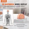 VEVOR Human Brain Model Anatomy, 1:1 Life-Size 9-Part Human Brain Anatomical Model with Labels & Display Base