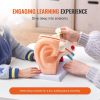 VEVOR Human Ear Anatomy Model, 3 Parts 5 Times Enlarged Human Ear Model Displaying Outer, Middle, Inner Ear with Base