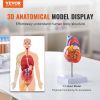 VEVOR Human Heart Model, 2-Part 1:1 Life Size, Anatomically Accurate Numbered Anatomical Heart Model with Anatomically Correct Structures