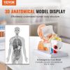 VEVOR Human Ear Anatomy Model, 3 Parts 5 Times Enlarged Human Ear Model Displaying Outer, Middle, Inner Ear with Base